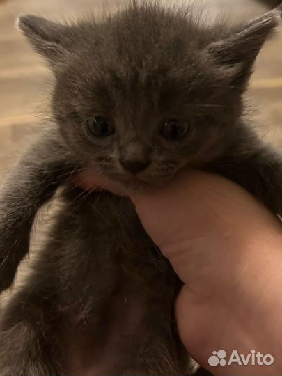 Котята в добрые руки даром мальчики и девочки