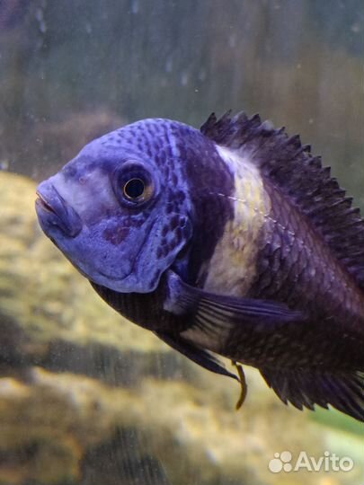 Трофеусы Дубаиси и Булу Поинт