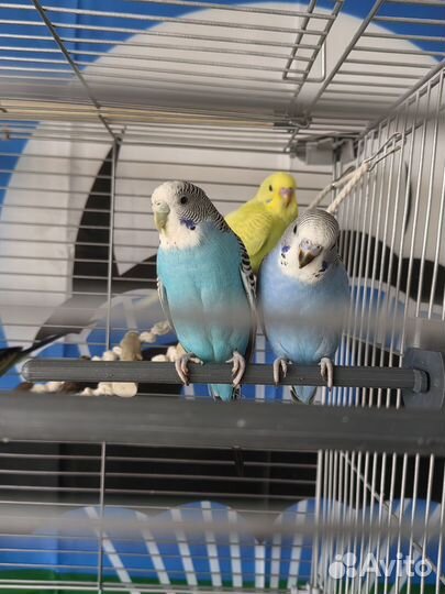 Волнистый попугай