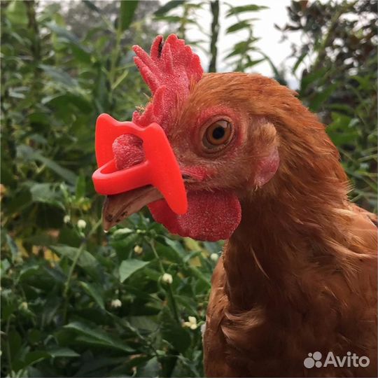 Очки от расклёва для кур и петухов