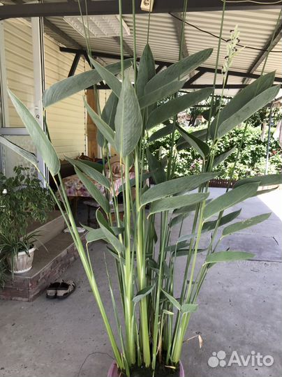 Талия водная