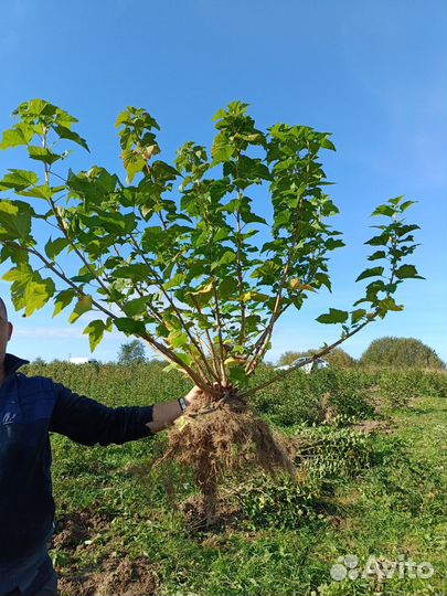 Смородина чёрная оптом