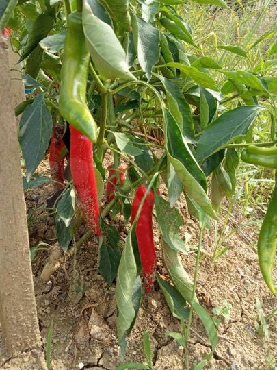 Участок 6,1 сот. (СНТ, ДНП)