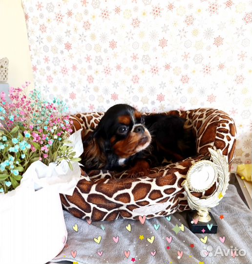 Девочка кч спаниель РКФ