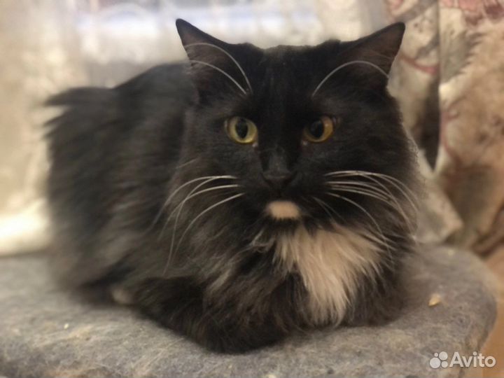 Кошка Боня ищет любящих хозяев