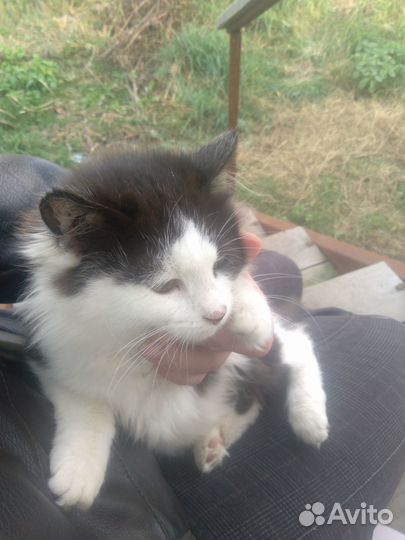 Кошка подросток