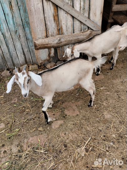 Коза дойная молочная