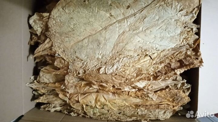 Рассада табака