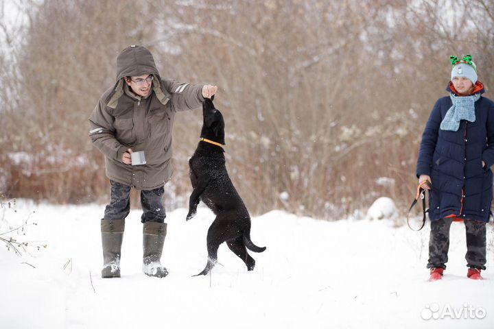 Метис шарпея и лабрадора в дар