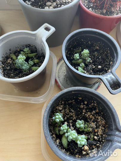 Гастерия очиток