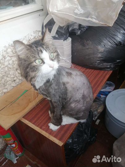 Передержка кошек