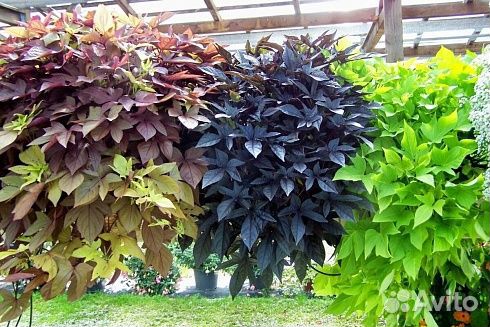 Ипомея батат