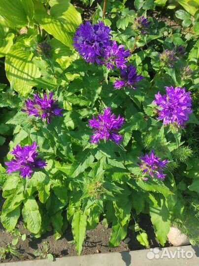 Скученный колокольчик