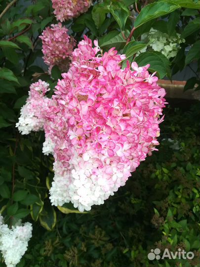 Гортензия метельчатая саженцы, роза плетистая