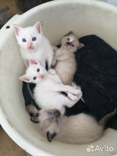 Котята в добрые руки мальчики