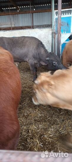 Бычки 32 головы