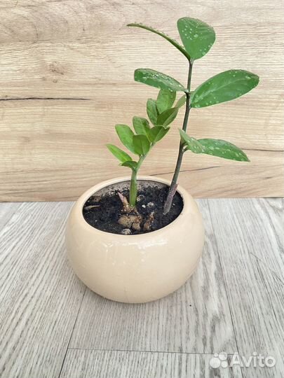 Цветок долларовое дерево