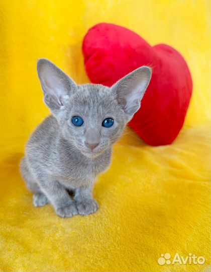 Ориентальный котенок девочка