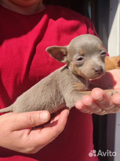 Мини той-терьер щенки