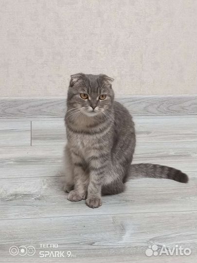 Вислоухие котята