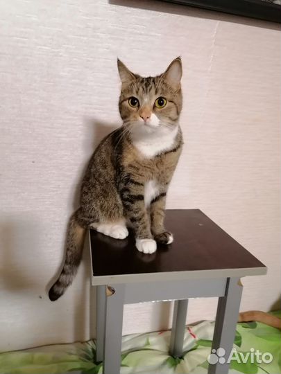 Кошки бесплатно