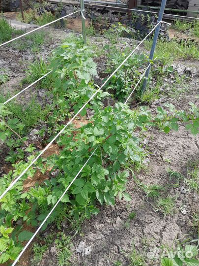 Малина Брянское Диво ремонтантная саженцы