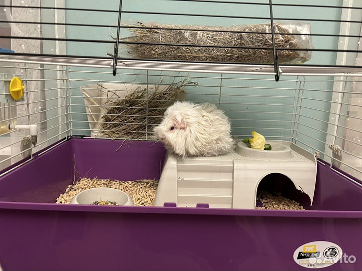 Морская свинка с клеткой