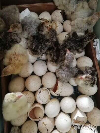 Продам суточных индюшат