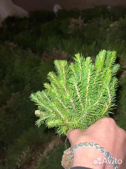 Саженцы сосны зкс в розницу