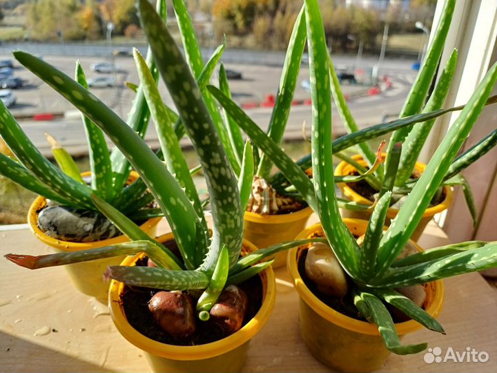 Алоэ вера с красной и желт.яшмой, черноморитом