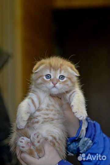 Шотландские котята