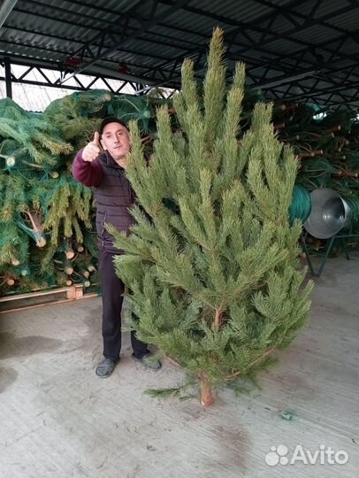 Сосна, Ель, Пучки