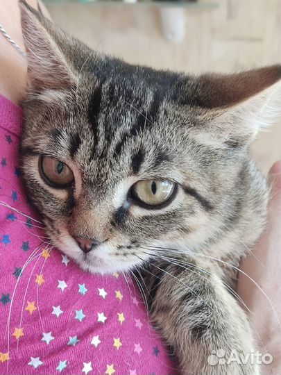 Котёнок девочка в добрые руки