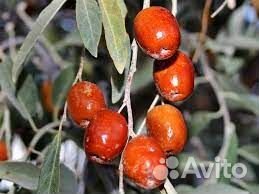 Лох узколистный