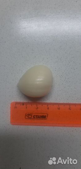 Чеснок домашний