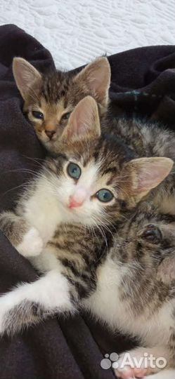 Котенок Гоша в дар