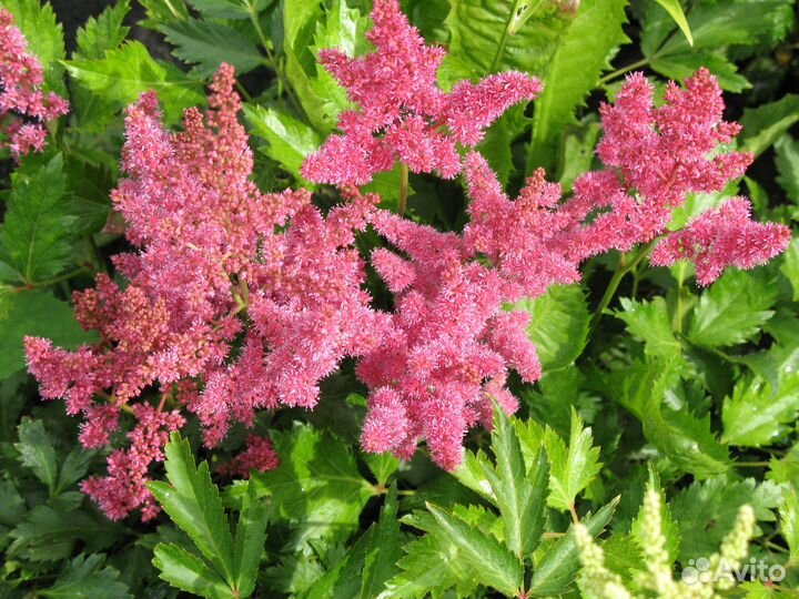 Многолетние цветы - астильба