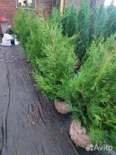 Саженцы туя ель можжевельник Супер