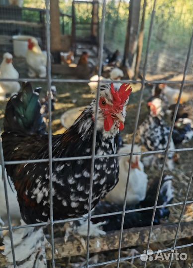 Куры молодки