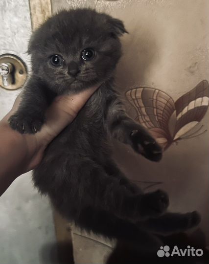 Британская кошка