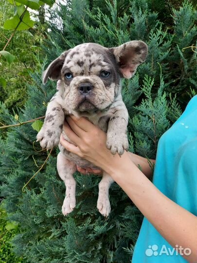 Француженка голубоглазое чудо