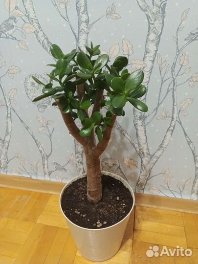 Толстянка (денежное дерево)