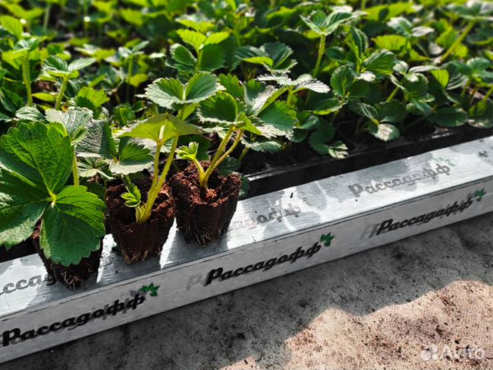 Рассада клубники. Фриго