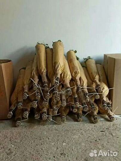 Веники для бани дуб/береза