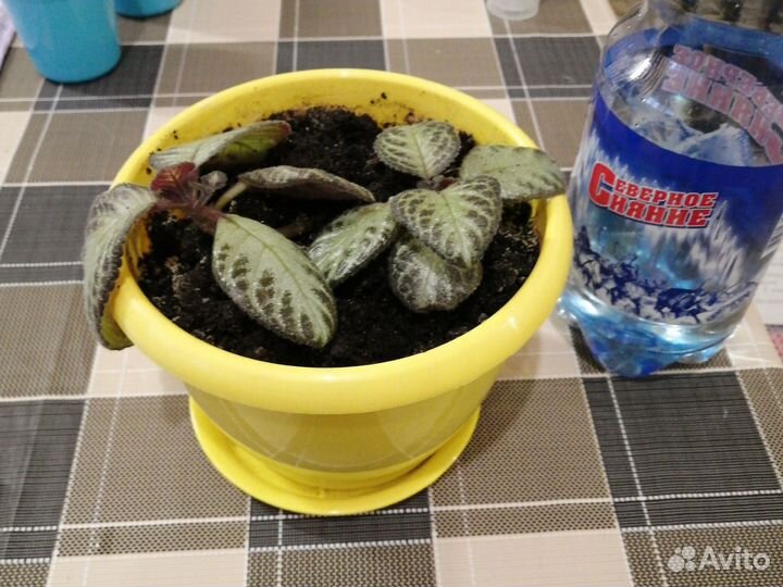 Эписция медной красная