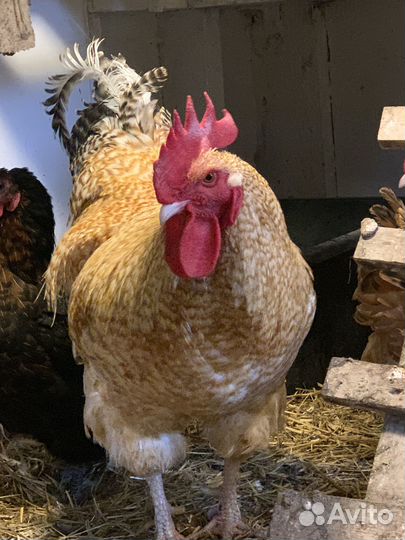 Петух Нидерхайдер