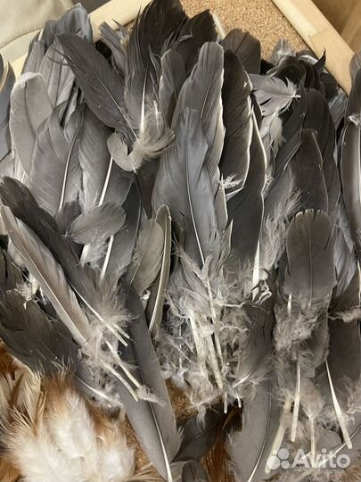 Цветные перья для ловцов снов творчества