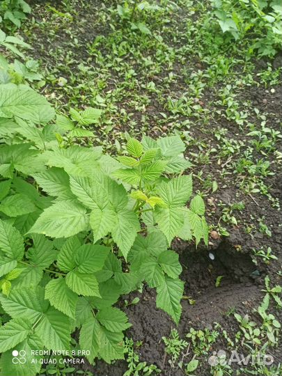 Корень малины ремонтатной