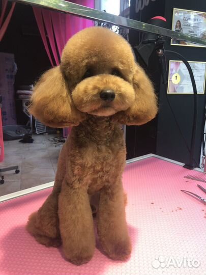 Грумер. Груминг студия. Стрижка собак и кошек