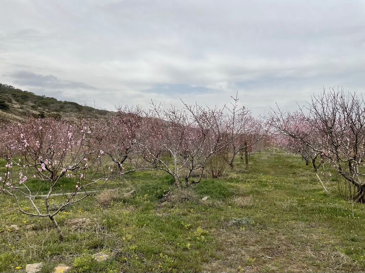 Участок 1,5 га (СНТ, ДНП)